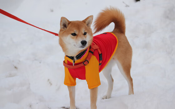 中国香港队再创新高：国际乒联混合团体世界杯精彩回顾，香港乒乓球队成绩
