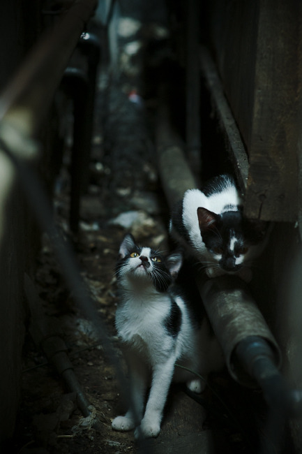 中国香港队再创新高：国际乒联混合团体世界杯精彩回顾，香港乒乓球队成绩