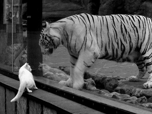 亚冠联赛中国足球战平 球迷热情高涨，亚冠中国球队战绩