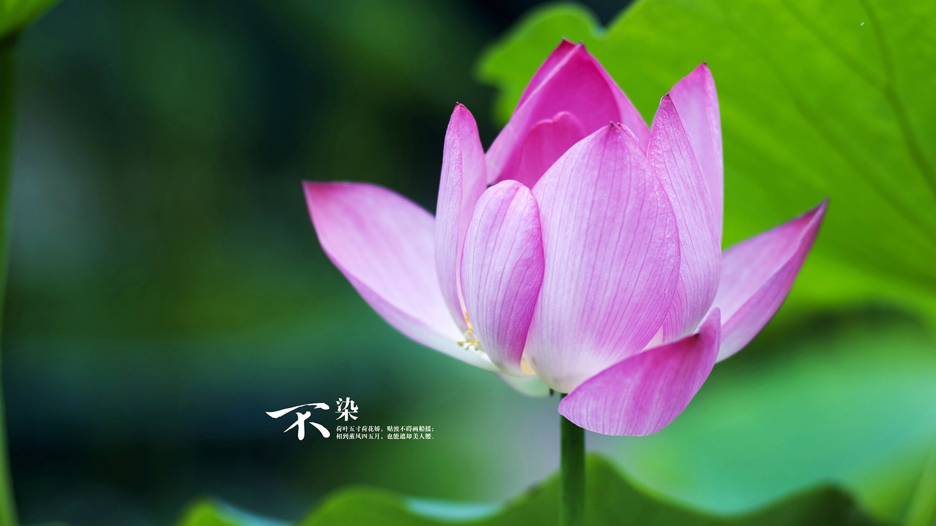 加拿大队赛制分析：如何通过赛制安排提升技术稳定性，加拿大队阵容