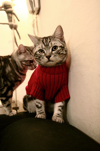 球迷协会组织活跃提升观赛体验与凝聚力，球迷协会简介