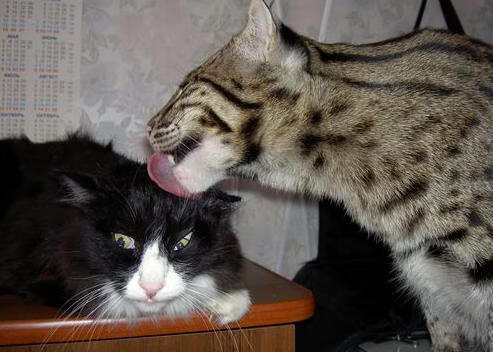 足球俱乐部与高校建立合作培养机制，学校和足球俱乐部合作方式