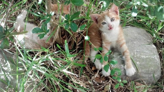 中甲球队设置互动日活动拉近与球迷之间的距离,足球比赛中甲